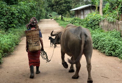 Rear view of person with buffalo walking on pathway