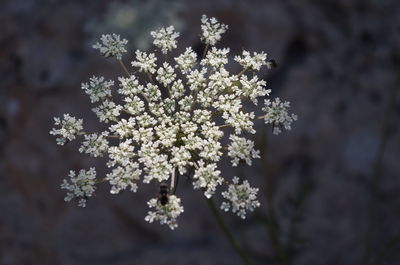 Close-up of flower tree