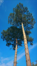 Low angle view of tree against blue sky