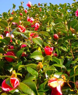 Close-up of pink flowers