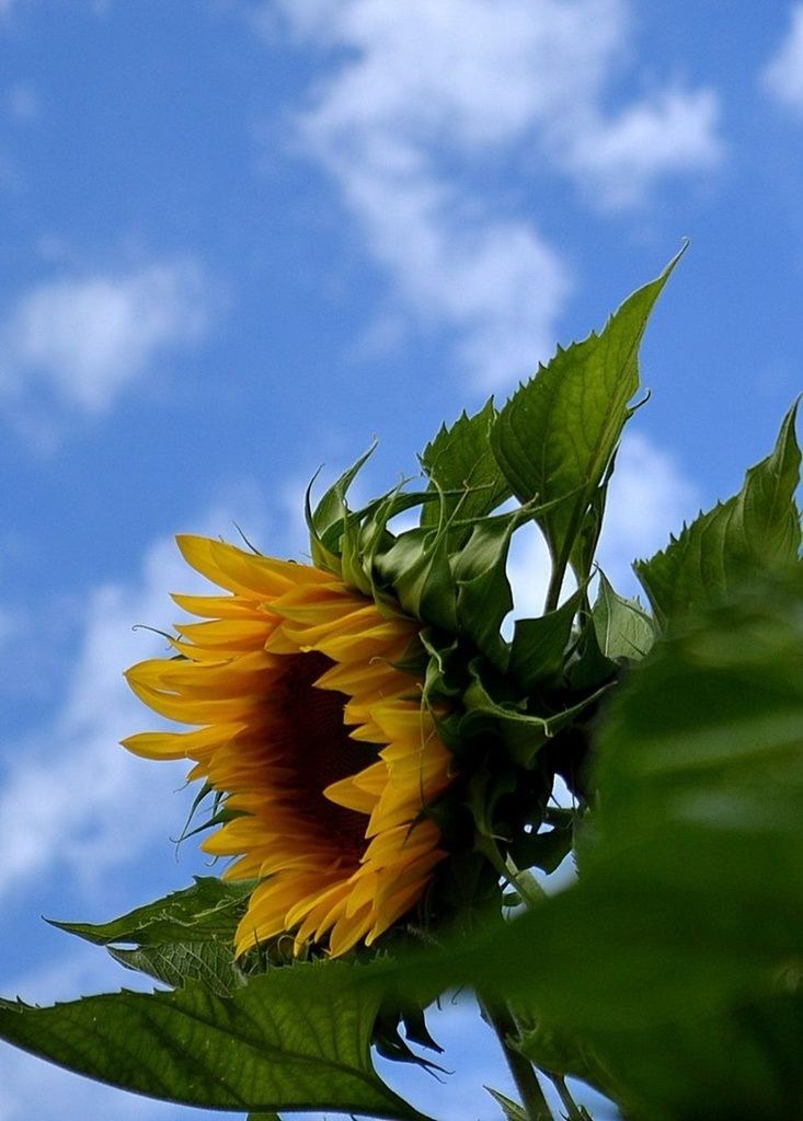 leaf, freshness, yellow, sky, growth, flower, beauty in nature, nature, close-up, plant, fragility, green color, sunflower, low angle view, cloud - sky, cloud, day, sunlight, flower head, focus on foreground