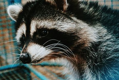 Close-up of cat