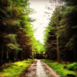 Road passing through forest