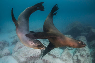 Sea lion swimming underwater