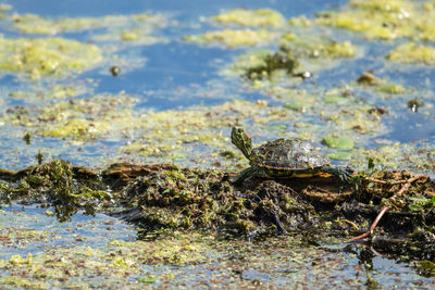 Close-up of turtle in water