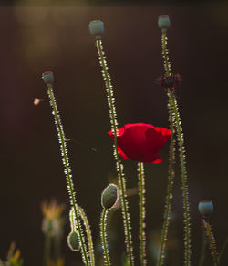 Close-up of red flowers
