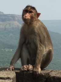 Monkey sitting on rock