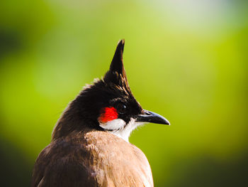 Close-up of a bird