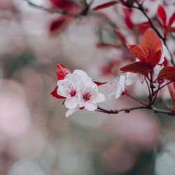 Close-up of pink cherry blossoms in spring