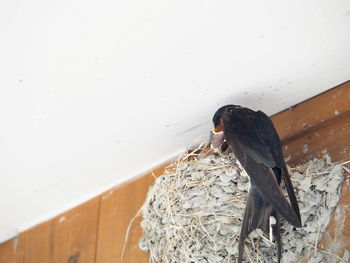 Close-up of bird perching on wall