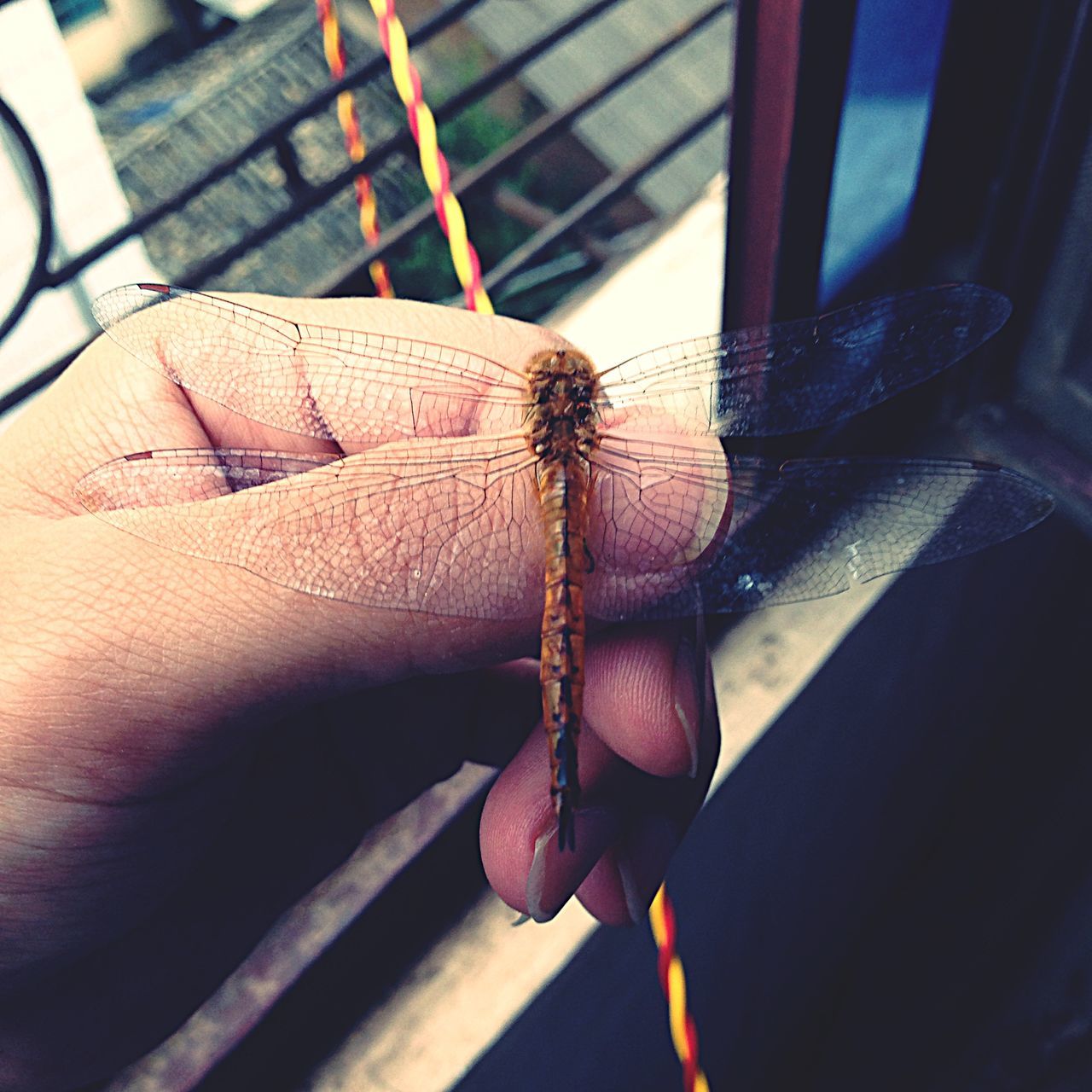 one animal, close-up, insect, animal themes, part of, focus on foreground, wood - material, cropped, animals in the wild, wildlife, high angle view, day, indoors, rope, sunlight, wooden, one person, metal