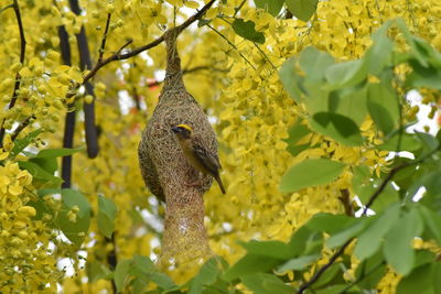 Squirrel on tree