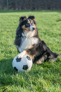 Sheltie trapping a football