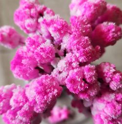 Close-up of pink flower