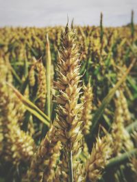 Close-up of stalks in field