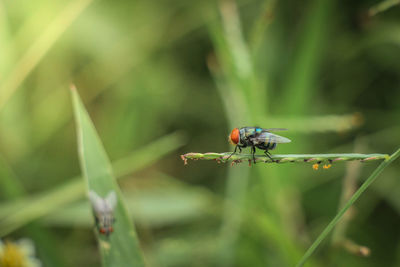 Close-up of insect on plant