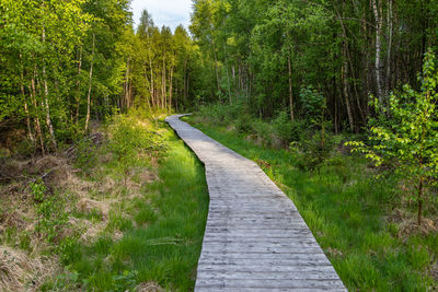 Footpath amidst trees in forest