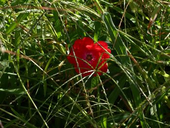 Close-up of red flower blooming outdoors