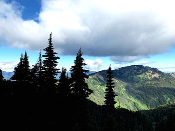 Pine trees in forest against sky