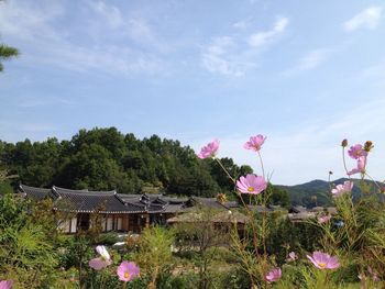 Pink flowers blooming in park