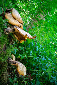 Close-up of mushroom growing on field