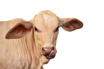 Close-up of a cow over white background