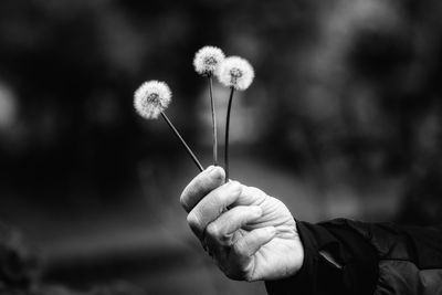 Close-up of hand holding dandelion against blurred background