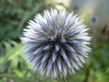 Close-up of dandelion