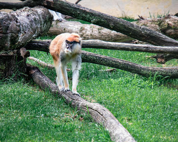 Monkey sitting on log in zoo