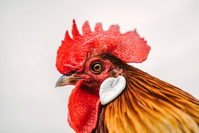 Close-up of rooster against white background