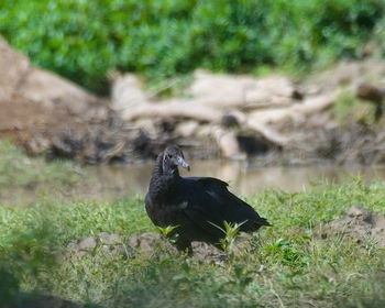 Bird perching on a field