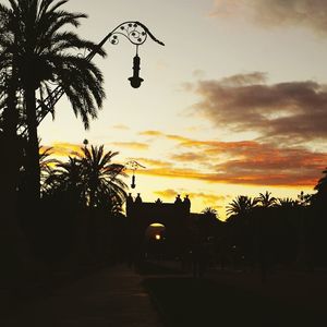 Palm trees at sunset