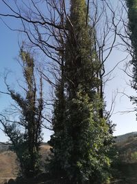 Low angle view of trees against sky