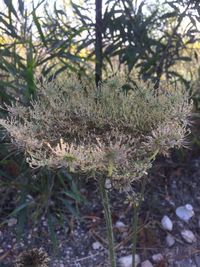 Close-up of flowering plants on field