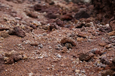 Close-up of rocks on land