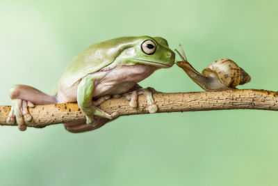 Close-up of frog on branch