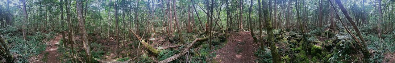 View of bamboo trees in forest