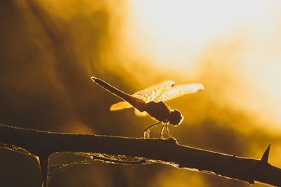 Close-up of dragonfly on branch during sunset