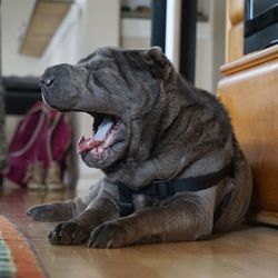 Close-up of shar pei yawning