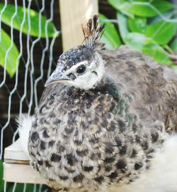 Close-up of bird