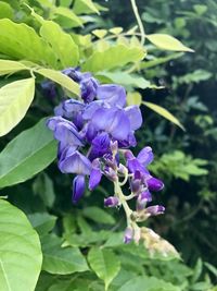 Close-up of purple flowers in bloom