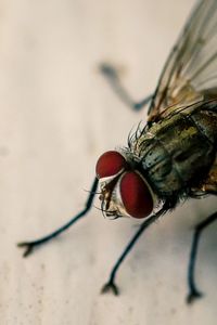 Close-up of fly