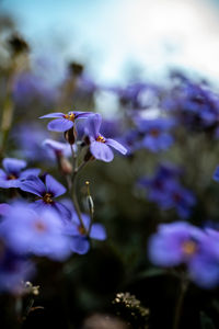 Close-up of purple flowering plant