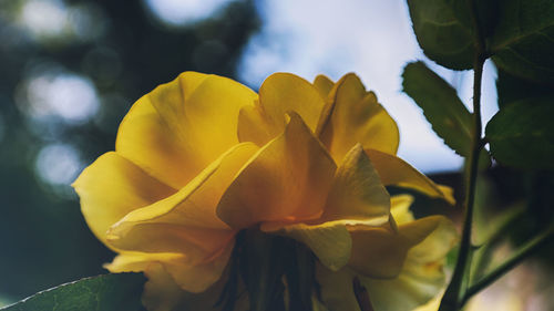 Close-up of yellow flower