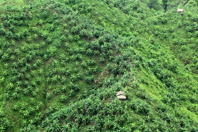 High angle view of a forest