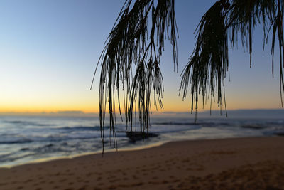 Branches hanging against beach during sunset