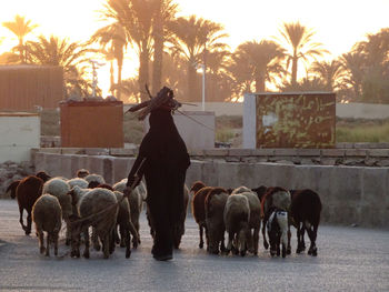 Egyptian sheep herder