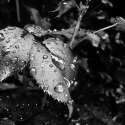 Detail shot of water drops on leaves