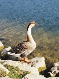 High angle view of bird on rock in lake