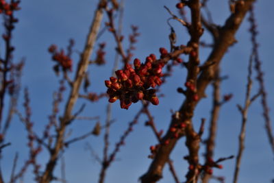 Low angle view of pine cones on tree against sky